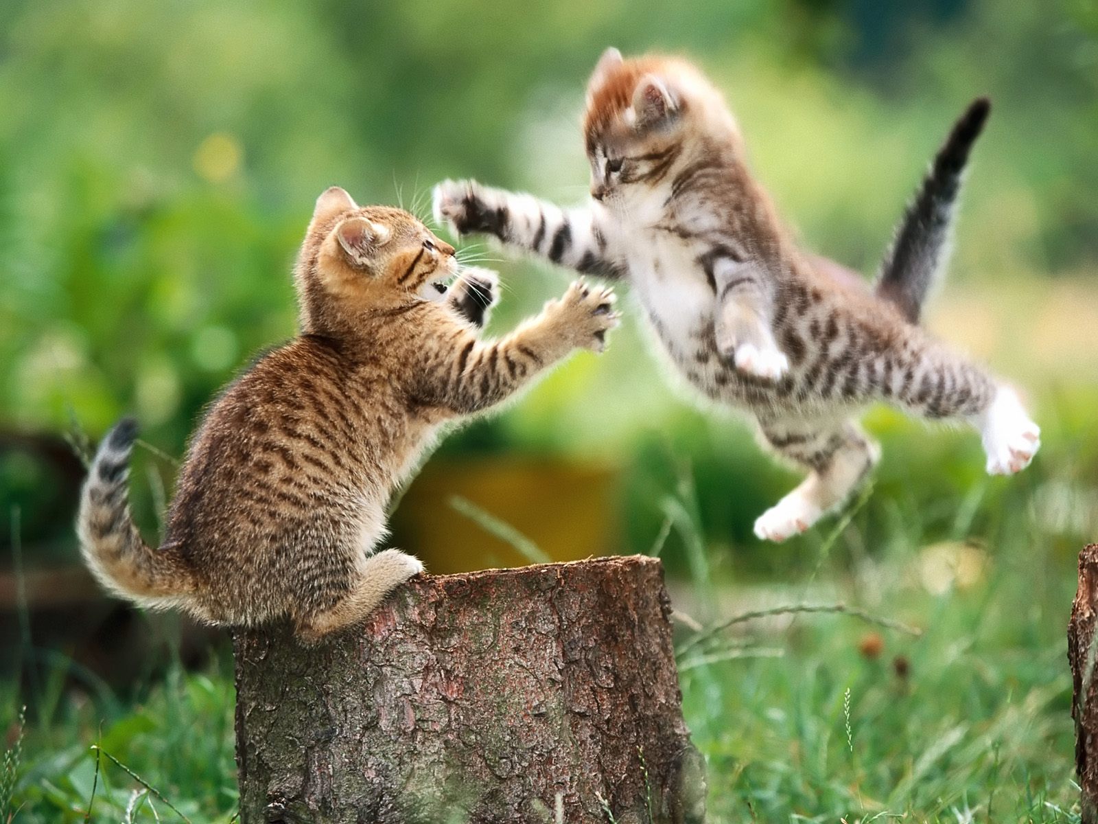 Duetto Buffo di due Gatti – G. Rossini