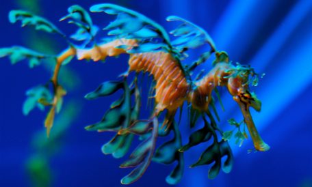 Mythical Creature(s) / Digital Set